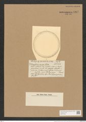 Campylodiscus anceps Castr. (de-Toni-Nr.: Genus 57, Species 2463) Zeichnungen Sammlung Grunow Nr. 4962 (NHMW-BOT-W0373186)
